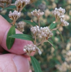 Pomaderris andromedifolia subsp. andromedifolia at Lower Borough, NSW - 24 Jul 2024