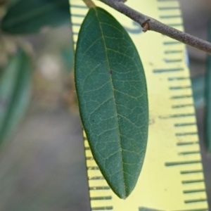 Pomaderris andromedifolia subsp. andromedifolia at Lower Borough, NSW - 24 Jul 2024