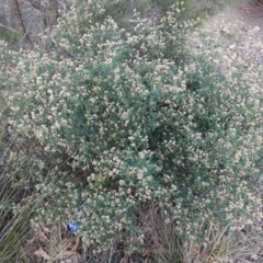 Pomaderris andromedifolia subsp. andromedifolia at Lower Borough, NSW - 24 Jul 2024