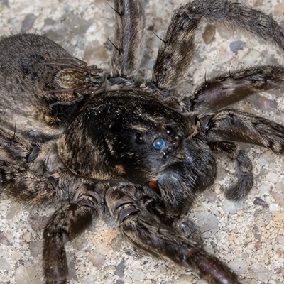 Sylvicola dubius (Wood-gnat) at Greenway, ACT - 17 Jul 2024 by AlisonMilton