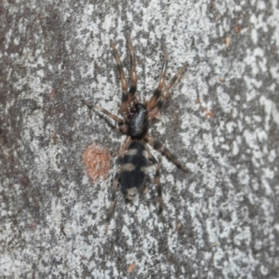 Lampona sp. (genus) (White-tailed spider) at Greenway, ACT - 17 Jul 2024 by AlisonMilton