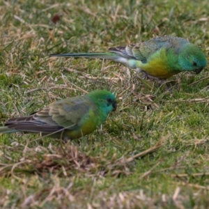 Psephotus haematonotus at Greenway, ACT - 17 Jul 2024