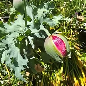 Unidentified Other Wildflower or Herb at Melba, ACT by kasiaaus2