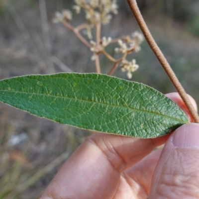 Unidentified Other Wildflower or Herb at Melba, ACT - 15 Nov 2024 by kasiaaus2