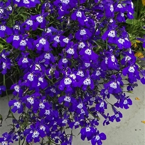 Lobelia anceps at Melba, ACT by kasiaaus2