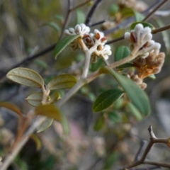 Pomaderris andromedifolia subsp. confusa at Lower Borough, NSW - 24 Jul 2024