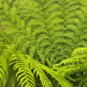 Cyathea australis subsp. australis at Melba, ACT by kasiaaus2