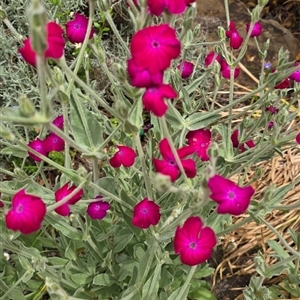 Unidentified Other Wildflower or Herb at Melba, ACT by kasiaaus2