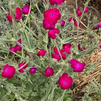 Unidentified Other Wildflower or Herb at Melba, ACT - 12 Nov 2024 by kasiaaus2