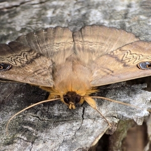 Unidentified Noctuoid moth (except Arctiinae) at Melba, ACT by kasiaaus2