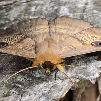 Unidentified Noctuoid moth (except Arctiinae) at Melba, ACT - 7 Nov 2024 by kasiaaus2