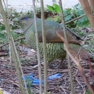 Ptilonorhynchus violaceus at Narrabundah, ACT - 24 Jul 2024