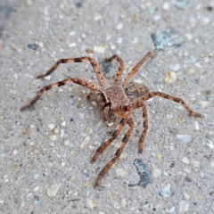 Isopedella pessleri (A huntsman spider) at Kingston, ACT - 24 Jul 2024 by MatthewFrawley