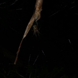 Phonognatha graeffei at Freshwater Creek, VIC - 2 May 2022 10:22 PM