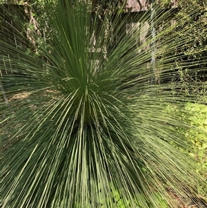 Xanthorrhoea australis at Melba, ACT by kasiaaus2