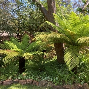 Unidentified Other Tree at Melba, ACT by kasiaaus2