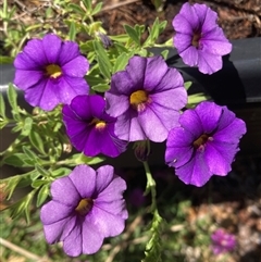 Unidentified Other Wildflower or Herb at Melba, ACT - 16 Nov 2024 by kasiaaus2