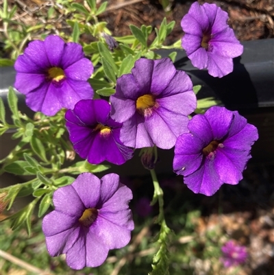 Unidentified Other Wildflower or Herb at Melba, ACT - 16 Nov 2024 by kasiaaus2