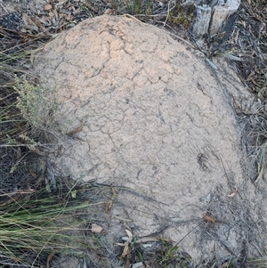 Nasutitermes exitiosus at Acton, ACT - 28 May 2024