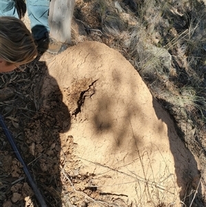 Nasutitermes exitiosus (Snouted termite, Gluegun termite) at Acton, ACT by AaronClausen