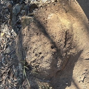 Nasutitermes exitiosus (Snouted termite, Gluegun termite) at Acton, ACT by AaronClausen