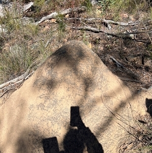 Nasutitermes exitiosus (Snouted termite, Gluegun termite) at Acton, ACT by AaronClausen