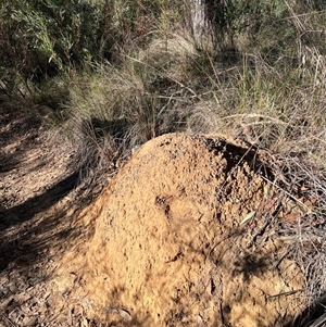 Nasutitermes exitiosus (Snouted termite, Gluegun termite) at Acton, ACT by AaronClausen