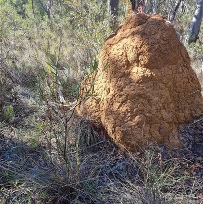 Kennedia prostrata (Running Postman) at Bulee, NSW - 24 Jul 2024 by RobG1