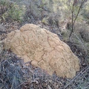 Coptotermes lacteus at Acton, ACT - 28 May 2024