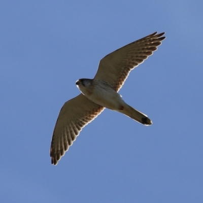 Falco cenchroides (Nankeen Kestrel) at Fyshwick, ACT - 23 Jul 2024 by RodDeb