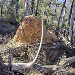 Coptotermes lacteus (Milk Termite) at Acton, ACT by AaronClausen