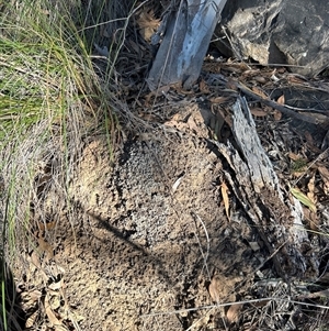 Nasutitermes exitiosus (Snouted termite, Gluegun termite) at Acton, ACT by AaronClausen