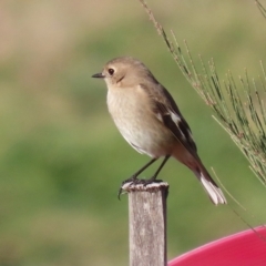 Petroica phoenicea at Fyshwick, ACT - 23 Jul 2024 02:33 PM