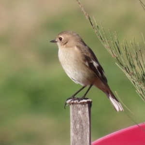 Petroica phoenicea at Fyshwick, ACT - 23 Jul 2024 02:33 PM