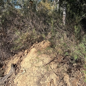 Nasutitermes exitiosus (Snouted termite, Gluegun termite) at Acton, ACT by AaronClausen