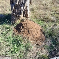 Nasutitermes exitiosus (Snouted termite, Gluegun termite) at Campbell, ACT - 28 May 2024 by AaronClausen