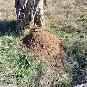 Nasutitermes exitiosus (Snouted termite, Gluegun termite) at Campbell, ACT by AaronClausen