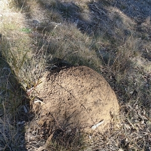 Nasutitermes exitiosus (Snouted termite, Gluegun termite) at Watson, ACT by AaronClausen