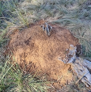 Nasutitermes exitiosus (Snouted termite, Gluegun termite) at Ainslie, ACT by AaronClausen