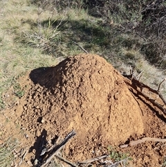 Nasutitermes exitiosus (Snouted termite, Gluegun termite) at Ainslie, ACT - 28 May 2024 by AaronClausen