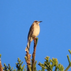 Philemon citreogularis at Emerald, QLD - 21 Jul 2024 04:10 PM