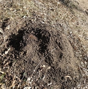 Nasutitermes exitiosus (Snouted termite, Gluegun termite) at Watson, ACT by AaronClausen