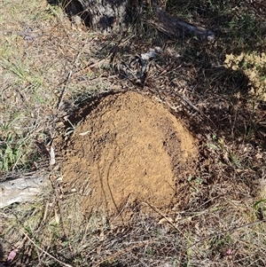 Nasutitermes exitiosus (Snouted termite, Gluegun termite) at Ainslie, ACT by AaronClausen