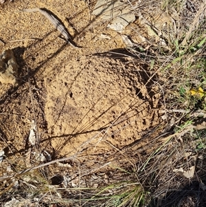 Nasutitermes exitiosus (Snouted termite, Gluegun termite) at Hackett, ACT by AaronClausen