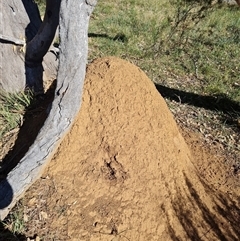 Nasutitermes exitiosus (Snouted termite, Gluegun termite) at Ainslie, ACT - 28 May 2024 by AaronClausen