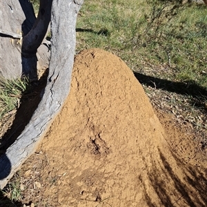 Nasutitermes exitiosus (Snouted termite, Gluegun termite) at Ainslie, ACT by AaronClausen