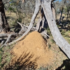 Nasutitermes exitiosus at Ainslie, ACT - 28 May 2024