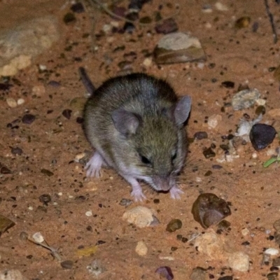 Pseudomys hermannsburgensis (Sandy Inland Mouse) at Ghan, NT - 14 Jun 2022 by MichaelBedingfield