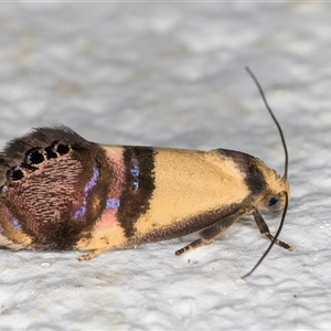 Eupselia (genus) at Spence, ACT by kasiaaus