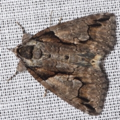 Alophosoma hypoxantha (An Erebid moth (Catocalini)) by PJH123